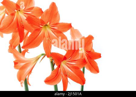 Hippeastrum rutilum in piena fioritura su sfondo bianco Foto Stock