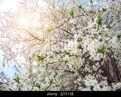 Fantastico frutteto di mele illuminato dalla luce del sole. Albero di frutta nel mese di aprile. Scena pittoresca e splendida. Luogo luogo Ucraina, Europa. Mondo di bellezza. Foto Stock