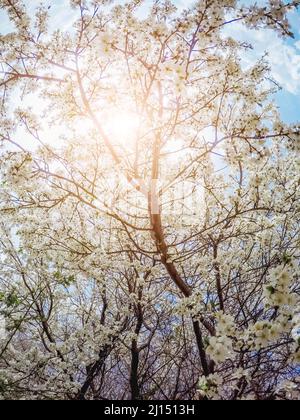 Fantastico frutteto di mele illuminato dalla luce del sole. Albero di frutta nel mese di aprile. Scena pittoresca e splendida. Luogo luogo Ucraina, Europa. Mondo di bellezza. Foto Stock