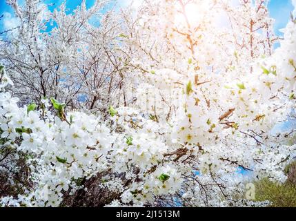 Fantastico frutteto di mele illuminato dalla luce del sole. Albero di frutta nel mese di aprile. Scena pittoresca e splendida. Luogo luogo Ucraina, Europa. Mondo di bellezza. Foto Stock