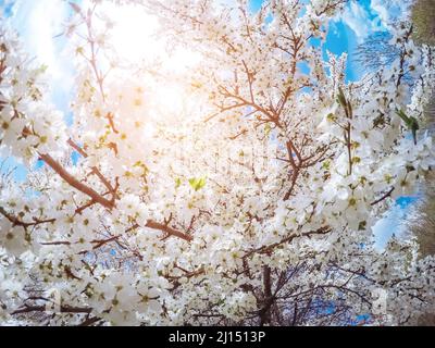 Fantastico frutteto di mele illuminato dalla luce del sole. Albero di frutta nel mese di aprile. Scena pittoresca e splendida. Luogo luogo Ucraina, Europa. Mondo di bellezza. Foto Stock