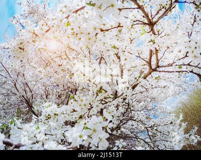 Fantastico frutteto di mele illuminato dalla luce del sole. Albero di frutta nel mese di aprile. Scena pittoresca e splendida. Luogo luogo Ucraina, Europa. Mondo di bellezza. Foto Stock