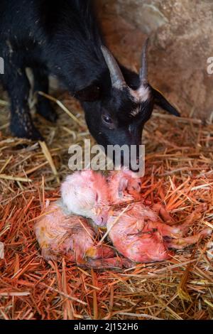 Madre e capra carino bianco piccolo su una fattoria. Foto Stock