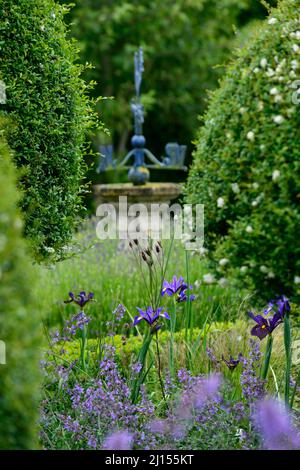 Iris x hollandica occhio della tigre, occhio di iride olandese della tigre, blu, giallo, iride olandese, paletta a vento sullo sfondo, primavera, fiore, fiori, giardino, RM Floral Foto Stock