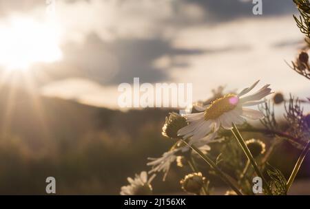 Le margherite si crogiolano al sole estivo Foto Stock