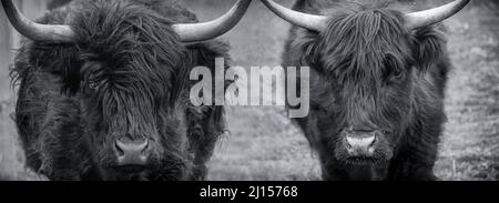 Immagine in bianco e nero di due mucche scozzesi delle Highland Foto Stock
