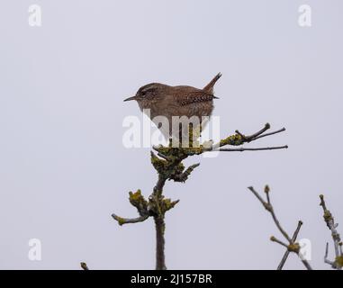 Wren (Troglodytes troglodytes) Foto Stock