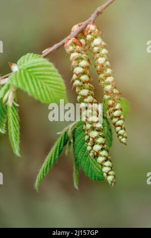 Germogli giovani verdi e germogli di foglie sbocciano sugli alberi in primavera. Sfondo sfocato in una giornata di sole. Primo piano e messa a fuoco morbida. Foto Stock