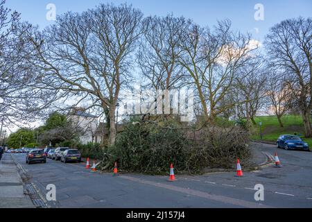 Albero soffiato giù su Clarernce Place a Gravesend Kent, da venti alti nel marzo 2022 Foto Stock