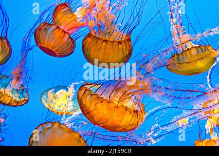 sciame di meduse nell'oceano profondo Foto Stock