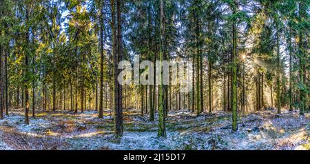 alba al mattino presto nella foresta con il luminoso raggio del sole nella zona di Taunus Foto Stock