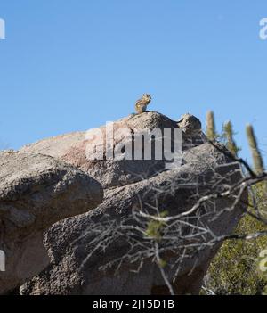 Chipmunk mangiare su una roccia Foto Stock