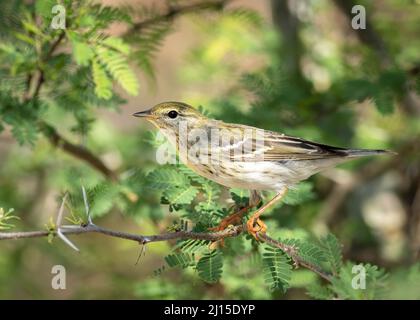 Una donna di warbler blackpoll perches su un ramo durante la migrazione primaverile. Foto Stock