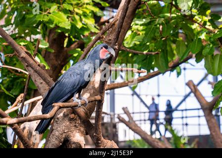 Uccello di palma cockatoo con piuma nera arroccato su albero di legno di ramo nello zoo Foto Stock