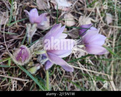 Gruppo di fiori viola di pasque sulla montagna. Fiore di primavera. Foto Stock