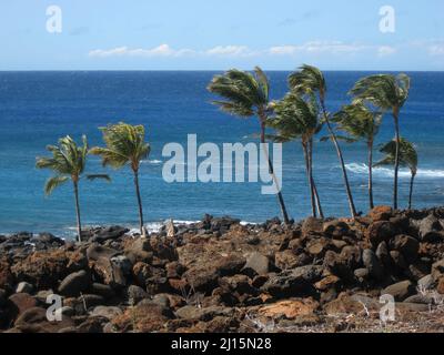 Gli alberi di PAM soffiano nel vento lungo le rive della Big Island in Hawaii Foto Stock