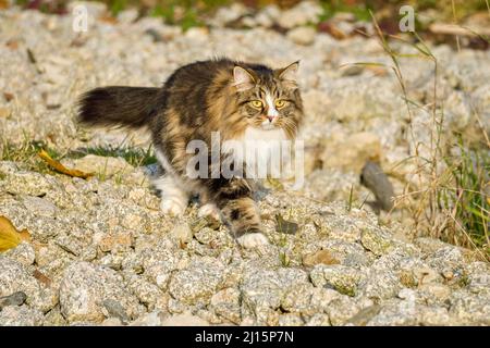 Alvin - grande gatto siberiano con capelli lunghi in giardino Foto Stock