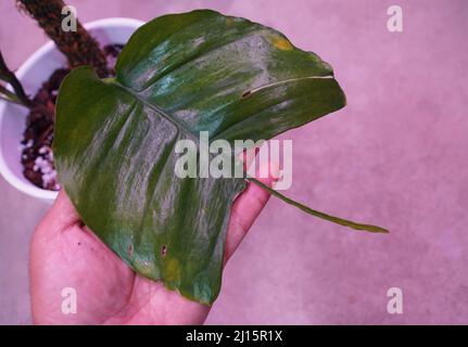 Close up of the unique leaf of Epipremnum Skeleton Key Foto Stock