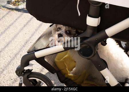 cane seduto nel cestino di un passeggino neonato Foto Stock