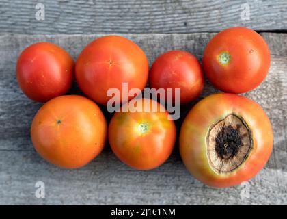 Pomodori malati affetti da malattia vertice marciume vicino pomodori rossi maturi su sfondo di legno Foto Stock
