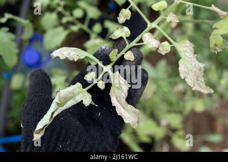 fusarium sintomo in soia, malattia vegetale, patologia vegetale malattia di Wilt causata da fungo. Malattia malattie virali e parassiti biologici e fisiologici Foto Stock