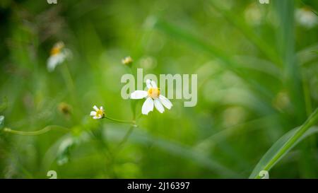 fiori selvatici nel boskeh foresta Foto Stock
