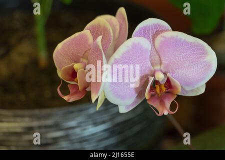 Primo piano di un'orchidea che fiorisce in rosa Foto Stock