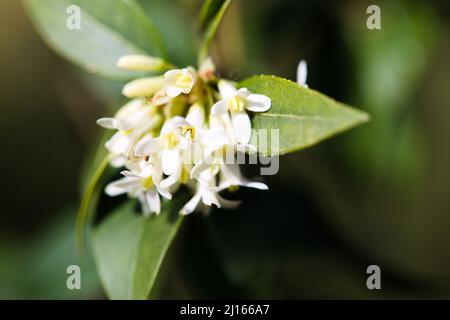 Osmanthus delavayi / Olivo fiorito Foto Stock