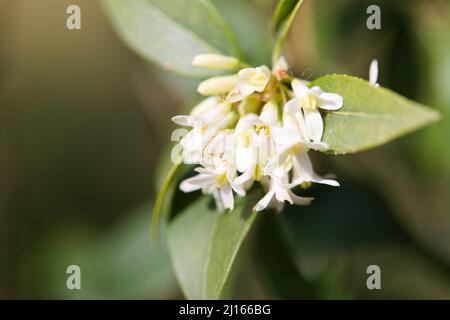 Osmanthus delavayi / Olivo fiorito Foto Stock