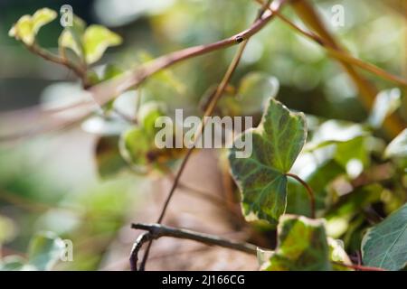 Primo piano di tendrili solari di Ivy che crescono in un contenitore (Hedera Helix, Midas Touch) Foto Stock