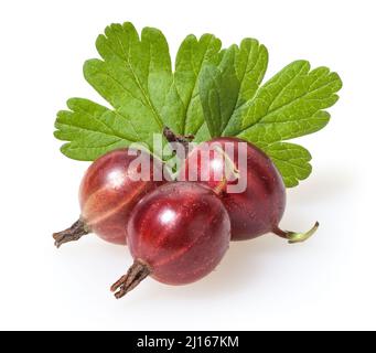 Gooseberry rosso isolato su sfondo bianco Foto Stock