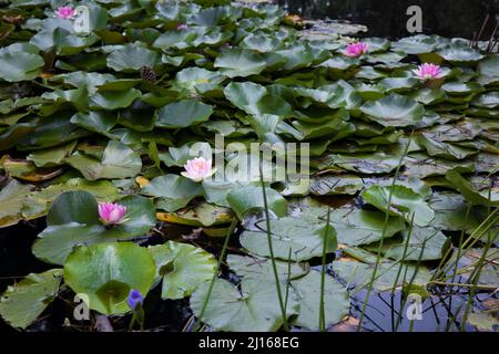 Un laghetto pieno di gigli d'acqua rosa e le loro grandi foglie verdi Foto Stock