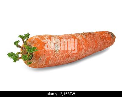 vecchia carota germinata isolata su sfondo bianco, germinante vegetale Foto Stock