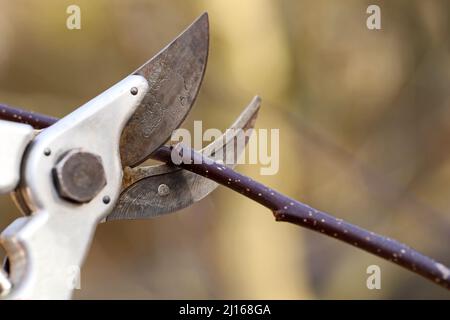 i secateurs tagliano il ramo dell'albero della frutta sopra il germoglio, primo piano del lavoro di giardinaggio in primavera Foto Stock