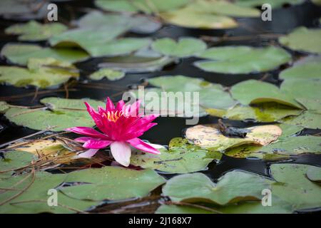 Un giglio d'acqua rosa scuro sullo stagno circondato da molte foglie verdi brillanti Foto Stock