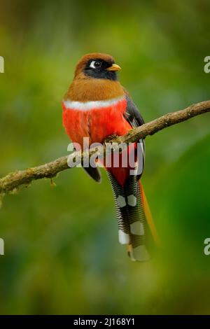 Togon mascherato, Togon personatus uccello rosso e marrone nell'habitat naturale, San Isidro, Ecuador. Uccello tropico rosso. Foto Stock