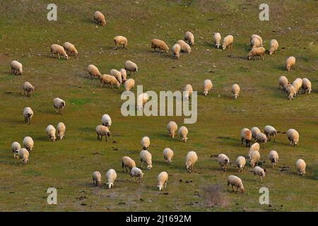 Gruppo di pecora che pascola. Bulgaria verde prato paesaggio con animali. Rhodopi orientali in Bulgaria, Balcani in Europa. Mandria di pecore in habitat naturale Foto Stock