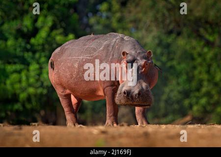 Ippona con ferita cicatrice sanguinosa nella pelle. Hippopotamus africano, Hippopotamus anfibio capensis, Mana Pools NP, Zimbabwe. Pericoloso animale grande in Foto Stock
