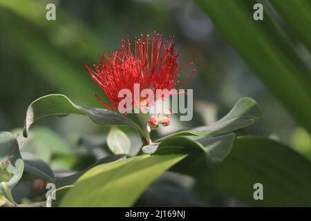 Metrosideros excelsa o New Zealand Christmas Tree. Rami con fioritura rossa di metrosideros excelsa Foto Stock