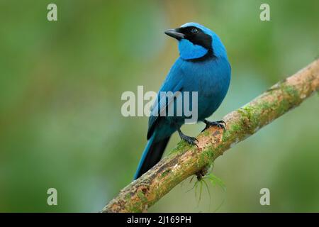 Jay turchese, Cyanolyca turcosa, ritratto di dettaglio di bellissimo uccello blu dalla foresta tropicale, Guango, Ecuador. Primo piano disegno di legge ritratto di jay nel dar Foto Stock