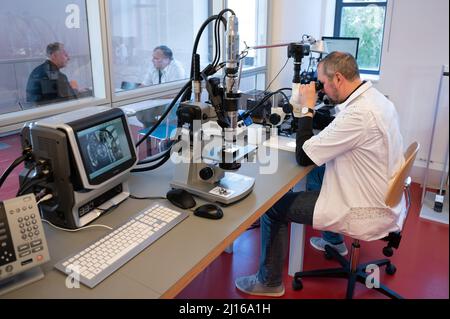 25 febbraio 2022, Sassonia, Glashütte: Lutz Reichel, orologiaio, siede al microscopio nella fabbrica di orologi Nomos. Con il marchio di protezione per orologi da Glashütte, una nuova era è all'alba per il totale di dieci manifatture. Foto: Sebastian Kahnert/dpa-Zentralbild/dpa Foto Stock