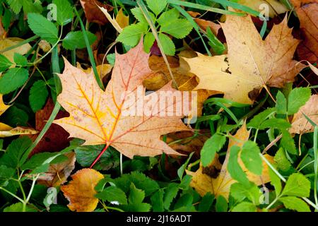 Foglie di acero sull'erba nella foresta d'autunno. Foto Stock