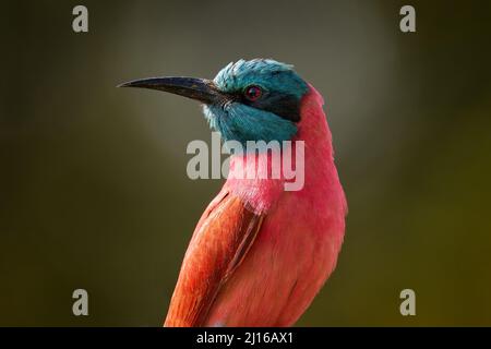 Rosso rosa Carmine settentrionale Bee-eater, Merops nubicus, ritratto di dettaglio di bellissimo uccello dall'Africa. Ape-mangiatore rosa dal lago Awassa in Etiopia. Blu Foto Stock