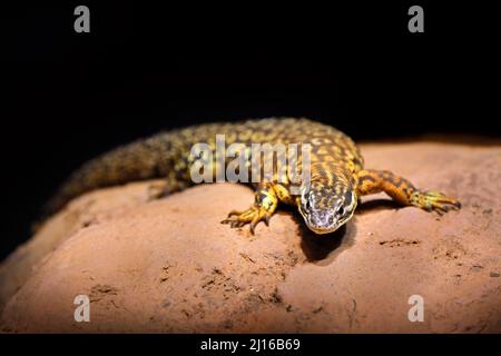 Lucertola sulla pietra. Tiliqua rugosa, a coda corta, specie in lento movimento di skink dalle tonghe blu dall'Australia. Rettili di notte. Foto Stock