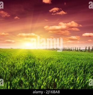 bellissimo tramonto su campo con erba verde Foto Stock