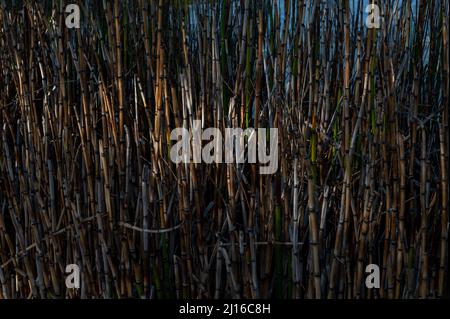 Addensati impenetrabili di bambù Phyllostachys. Foresta di bambù in Arboretum. Natura tranquilla all'aperto scena. Sfondo naturale per qualsiasi design. Foto Stock