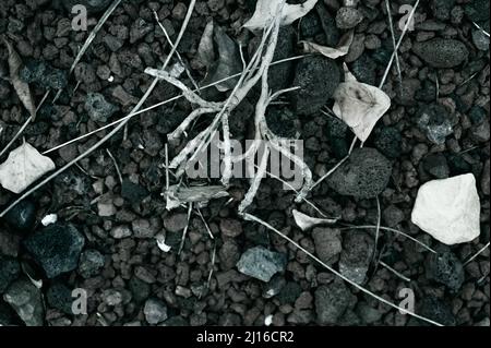 Rami asciutti e radici giacciono su pietre di diversi colori e dimensioni. Vista dall'alto. Foto Stock