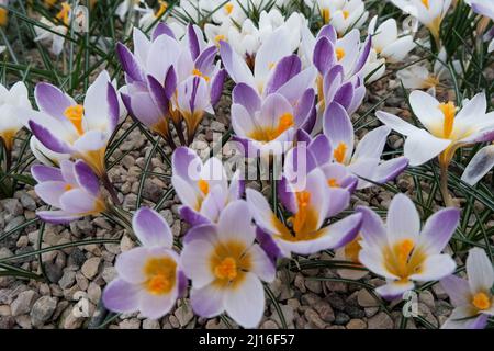 Primavera in fiore Crocus imperati. Tappeto floreale lavanda e colore giallo di Crocus in Primavera nella luce del sole. Crocus Iridaceae l'Iris Famil Foto Stock