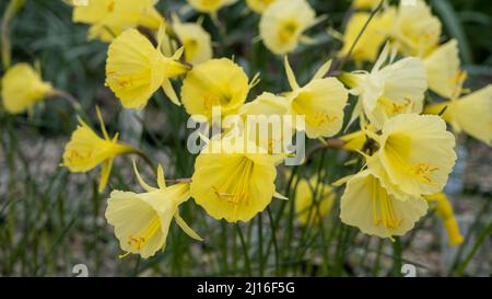 Un mazzo di narcisi selvatiche in una mattinata di primavera. I fiori sono coperti di rugiada del mattino. Fuoco differenziale sul fiore anteriore prominente Foto Stock