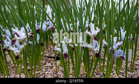 Crocus, plurale di crochi o croci è un genere di piante in fiore nella famiglia di iris. Un singolo crocus, un mazzetto di crochi, un prato pieno di crochi, c Foto Stock